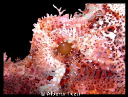 Scorpion eye by Alberto Tozzi 